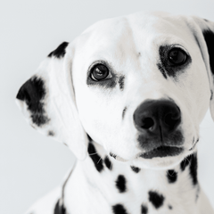 Collection image for: DOGS