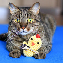 Collection image for: CATS