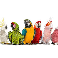 Collection image for: BIRDS