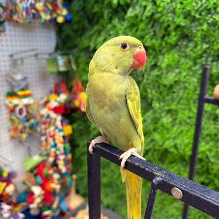 Indian Ringneck