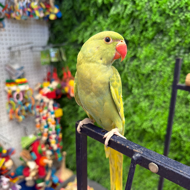 Indian Ringneck