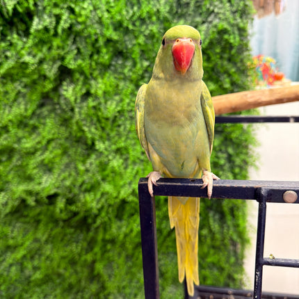 Indian Ringneck