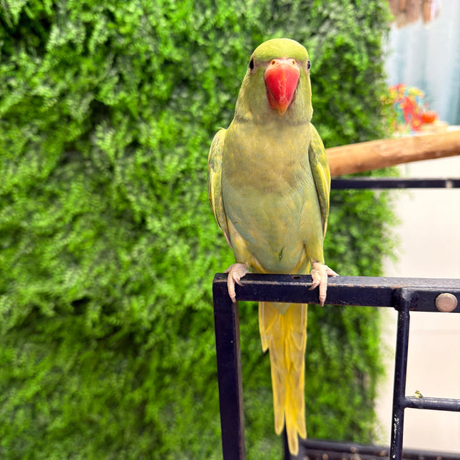 Indian Ringneck