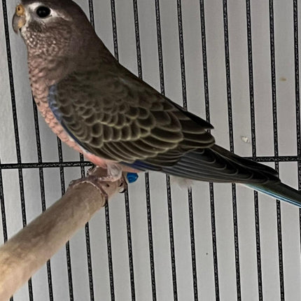 Brouke parakeet