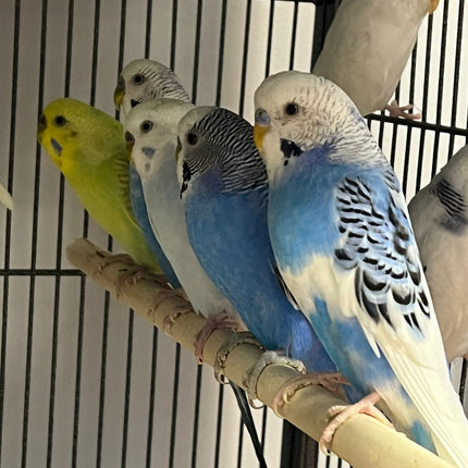 Budgies Parakeet