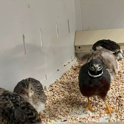 Button Quails