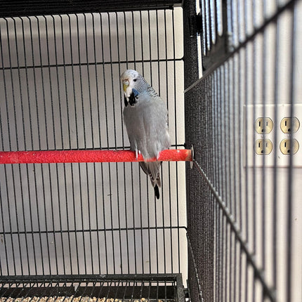 English Budgie Parakeet