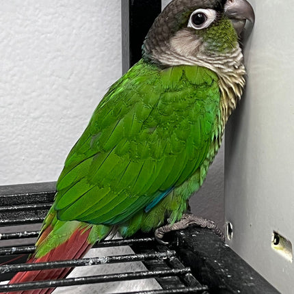 Green Cheek Conure