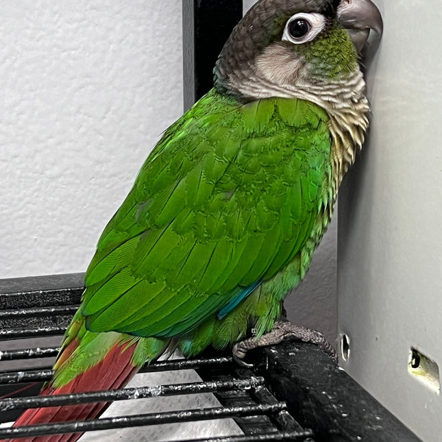 Green Cheek Conure
