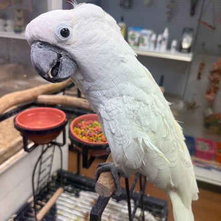 Umbrella Cockatoo
