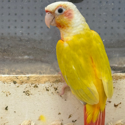 Sun Cheek Conure