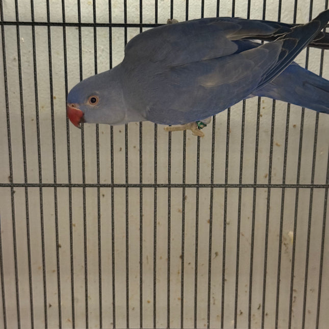 Indian Ringneck Parrot - Violet