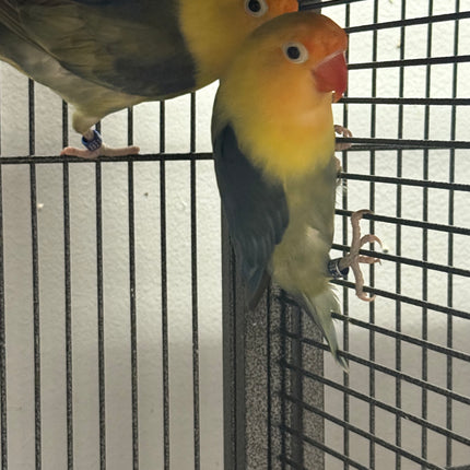Love Birds