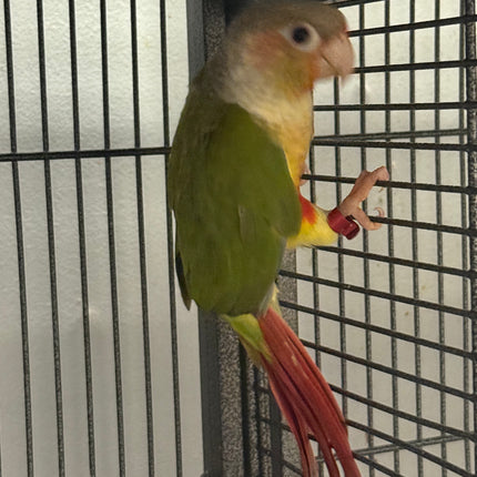 Pineapple  Conure