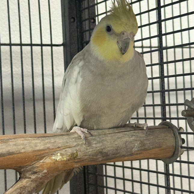 Emarld Cockatiel