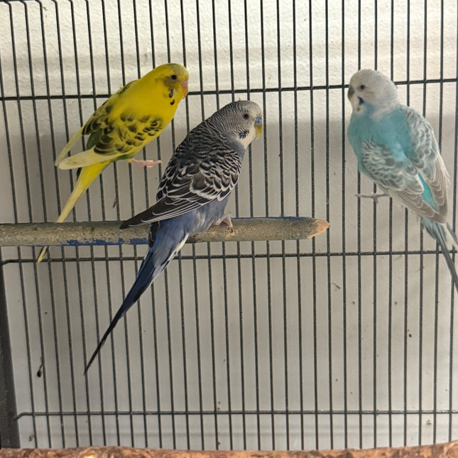 Budgies Parakeet