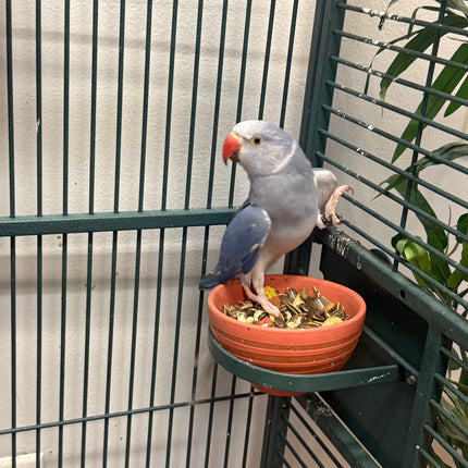 Indian Ringneck - Violet Cleartail