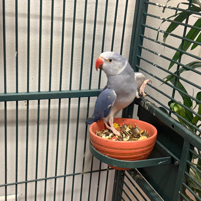 Indian Ringneck - Violet Cleartail