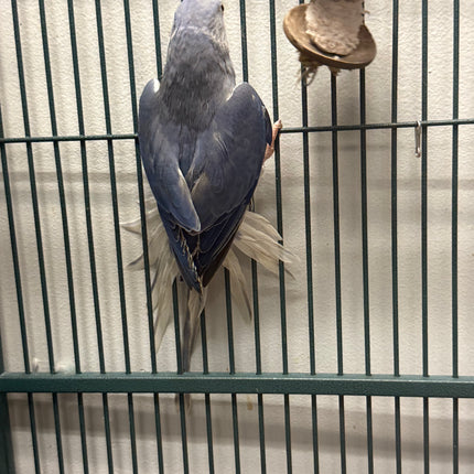 Indian Ringneck - Violet Cleartail