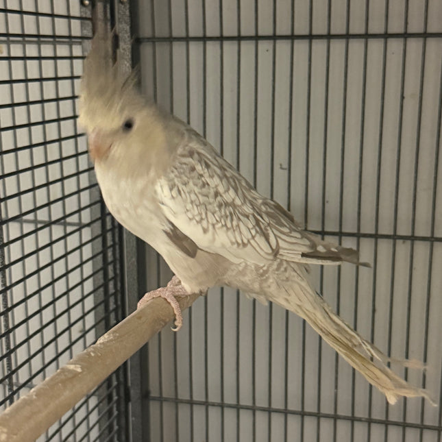 Emarld Cockatiel