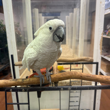 Umbrella Cockatoo