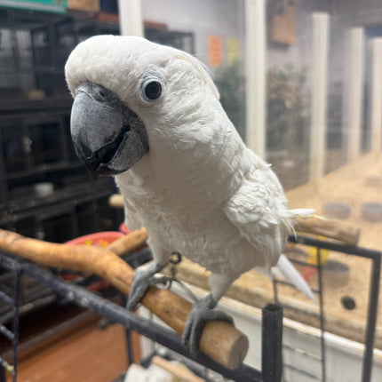 Umbrella Cockatoo