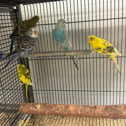 Budgies Parakeet