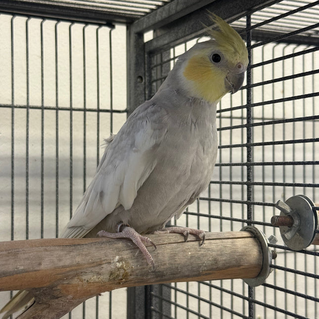Emarld Cockatiel