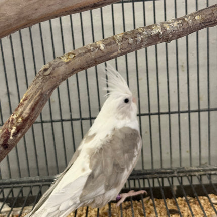 Whiteface Cockatiel