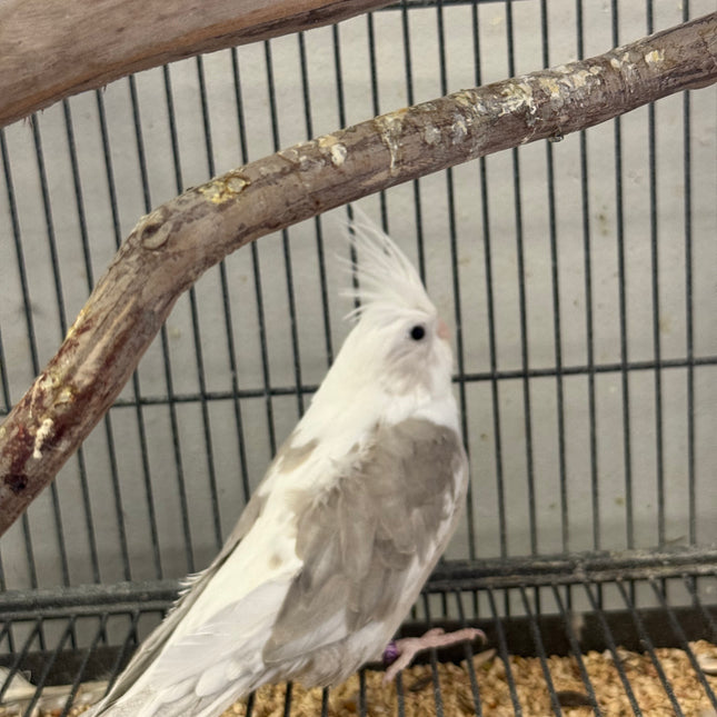 Whiteface Cockatiel