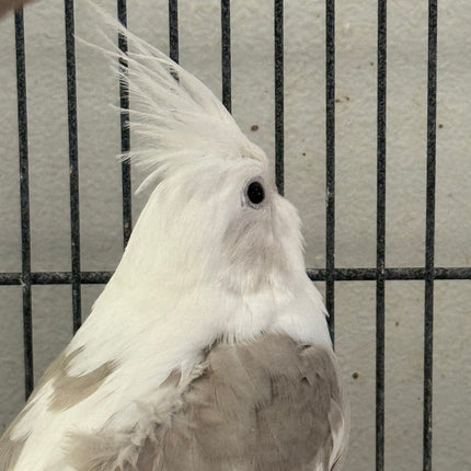 Whiteface Cockatiel