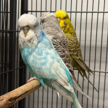 English Budgie Parakeet