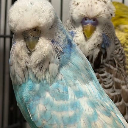 English Budgie Parakeet