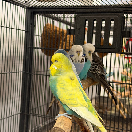 English Budgie Parakeet