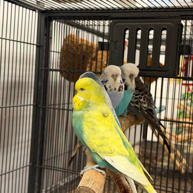 English Budgie Parakeet