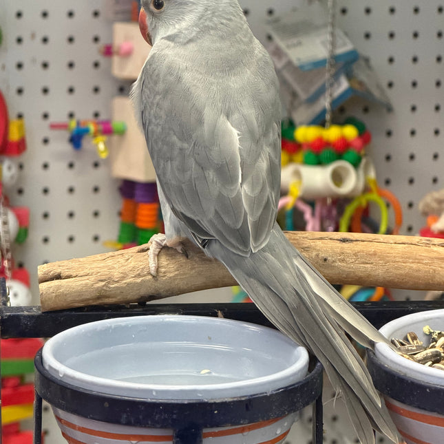 Indian Ringneck Parrot - Grey