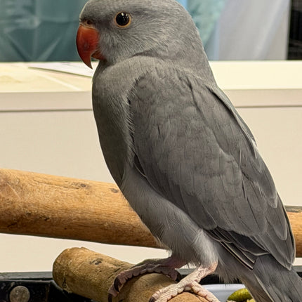 Indian Ringneck Parrot - Grey