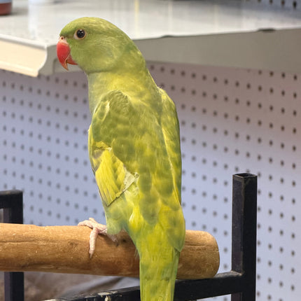 Indian Ringneck