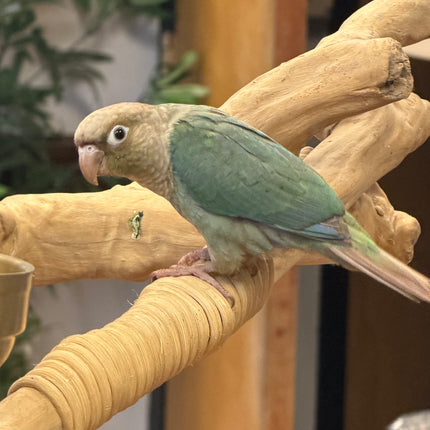 Green cheek Voilet Conure