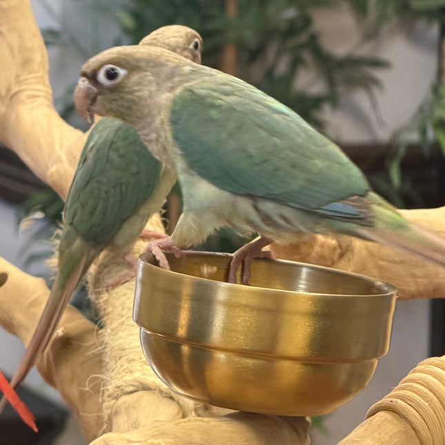 Green cheek Voilet Conure