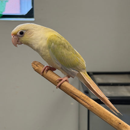 Moon cheek Conure