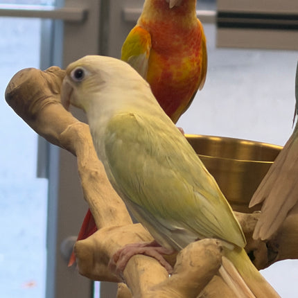 Moon cheek Conure