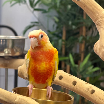Sun Cheek Red Factor Conure