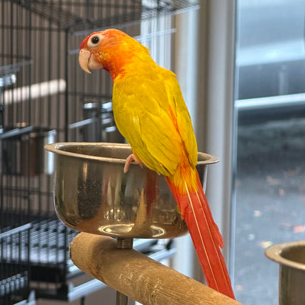 Sun Cheek Red Factor Conure
