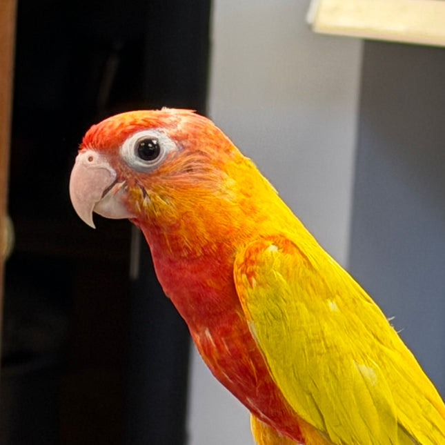 Sun Cheek Red Factor Conure