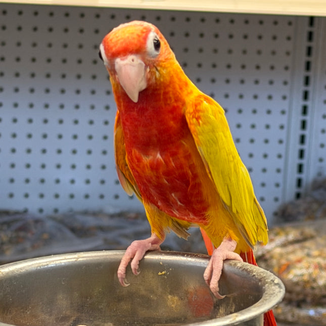 Sun Cheek Red Factor Conure