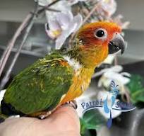 Sun Conure