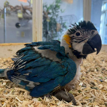 Blue And Gold Macaw