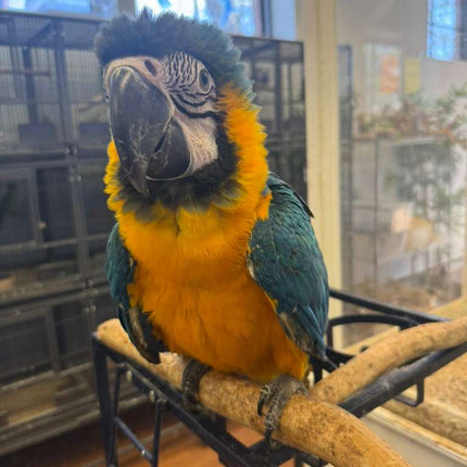 Blue And Gold Macaw