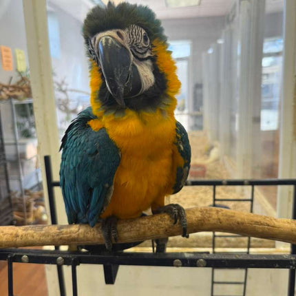Blue And Gold Macaw